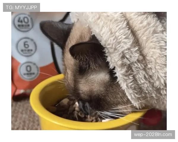 掌敏洁每天吃草训练12小时，结果奖金还不够买她家猫的进口粮？